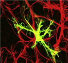 螢黃（Lucifer Yellow）